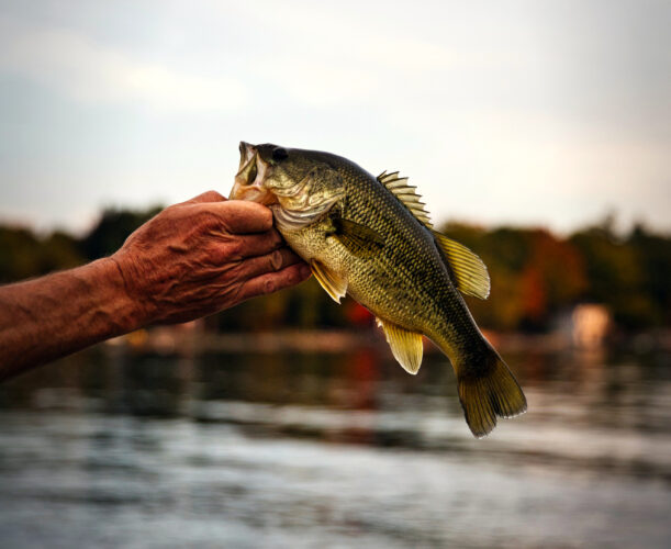 Study analyzes blotchy bass syndrome  in Commonwealth, and its cause